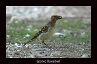 Spotted Bowerbird