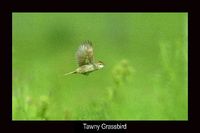 Tawny Grassbird