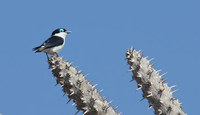 Chabert's Vanga (Leptopterus chabert) photo