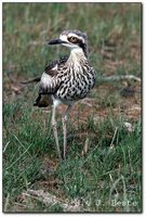 Bush Thick-knee - Burhinus grallarius