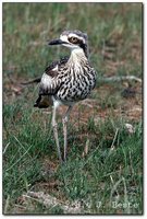 Bush Thick-knee - Burhinus grallarius