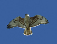 Ferruginous Hawk (Buteo regalis) photo