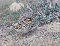 Wood Lark (Lullula arborea) photo