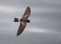 White-vented Storm-Petrel (Oceanites gracilis) photo