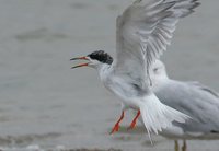 Common Tern - Sterna hirundo