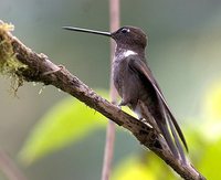 Brown Inca - Coeligena wilsoni