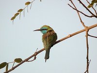 Green Bee-eater - Merops orientalis