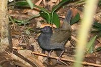 Rufous-capped Antthrush - Formicarius colma