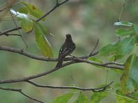 Caribbean Elaenia - Elaenia martinica