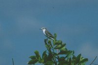 White-rumped Monjita - Xolmis velata