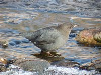 American Dipper - Cinclus mexicanus