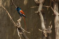 African Paradise-Flycatcher - Terpsiphone viridis