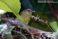 Striped Tit-Babbler - Macronous gularis