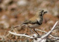 Banded Whiteface - Aphelocephala nigricincta