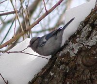 Azure Tit - Cyanistes cyanus