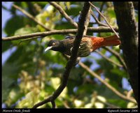 Maroon Oriole - Oriolus traillii