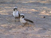 White-crowned Shrike - Eurocephalus anguitimens