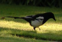 Eurasian Magpie - Pica pica