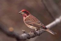 Purple Finch - Carpodacus purpureus