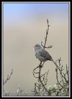 Plain-colored Seedeater - Catamenia inornata