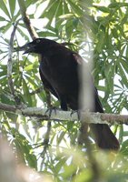 Giant Cowbird - Molothrus oryzivora