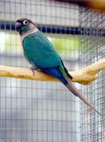 Turquoise Greencheek