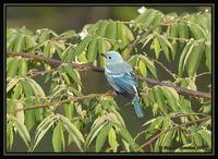 Blue-grey Tanager