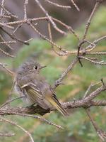 Ruby-crowned Kinglet