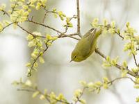 Orange Crowned Warbler
