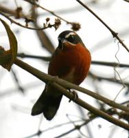 Black-and-rufous Warbling-Finch, Poospiza nigrorufa