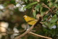 Kikuyu White Eye