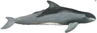 Zwerggrindwal (Feresa attenuata) Pygmy killer whale