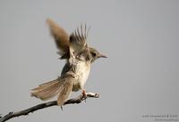 Plain Prinia. (prinia inornata)