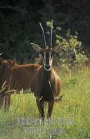 Sable antelope ( Hippotragus niger roosevelti ) , Shimba Hills National Park , Kenya stock photo