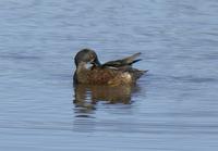 Australasian Shoveler