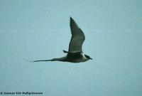 Long-tailed Skua Stercorarius longicaudus