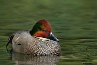 Falcated Duck, San Diego, CA