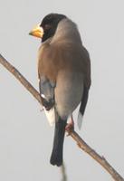 grosbeak