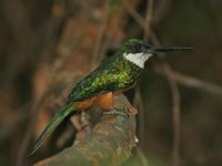Jacamar, Rufous-tailed