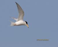 Little tern C20D 03464.jpg