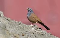 ravinespurv / house bunting (Emberiza sahari)