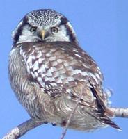 Northern Hawk Owl Surnia ulula