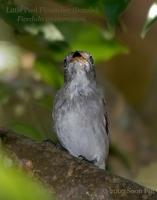 Asian Brown Flycatcher