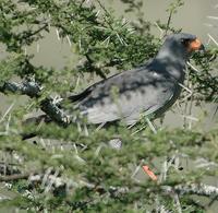 Dark Chanting Goshawk p.60