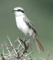 Isabelline Shrike p.466