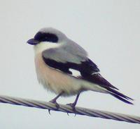 Lesser Grey Shrike (Lanius minor)