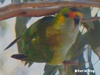 Purple-crowned Lorikeet