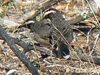 White-browed Babbler