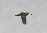 Pintail Snipe  » Gallinago stenura