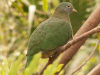 Black-naped Fruit Dove